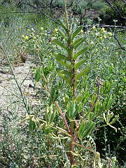 lupinus hirsutissimus